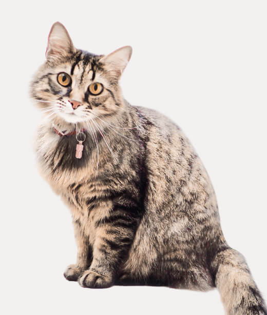 A cat with thick fur